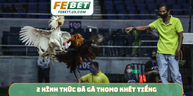 2 hình thức đá gà Thomo khét tiếng