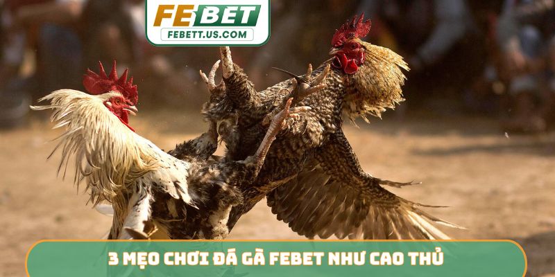 3 mẹo chơi đá gà Febet như cao thủ