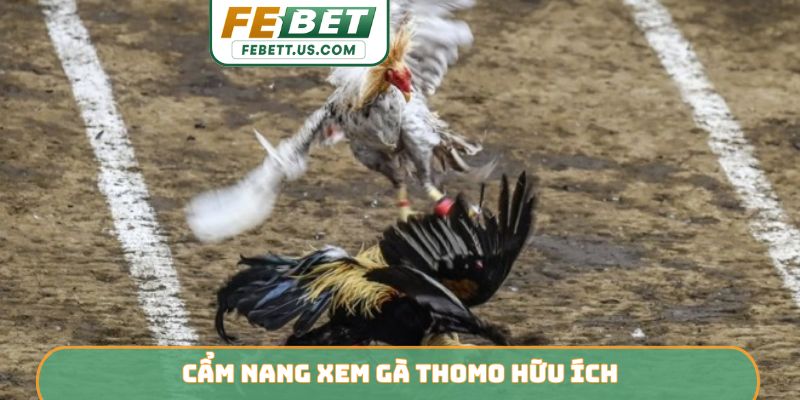Cẩm nang xem gà Thomo hữu ích