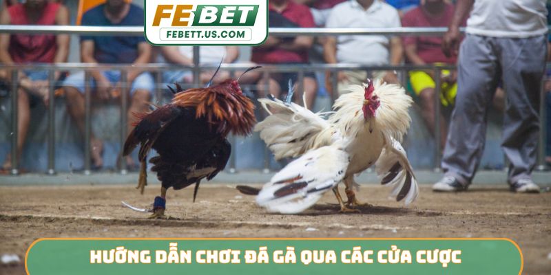 Hướng dẫn chơi đá gà qua các cửa cược