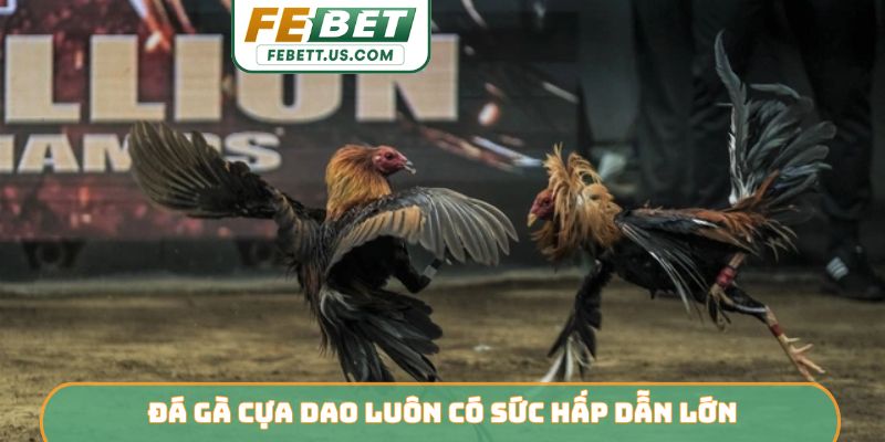 Đá gà cựa dao luôn có sức hấp dẫn lớn