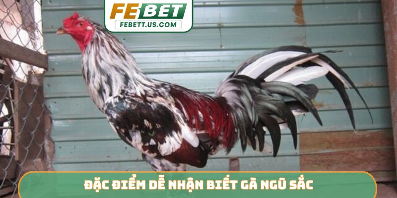 Đặc điểm dễ nhận biết gà ngũ sắc