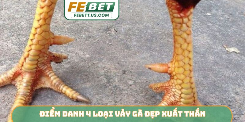 Điểm danh 4 loại vảy gà đẹp xuất thần