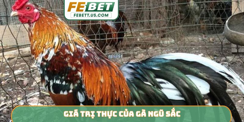 Giá trị thực của gà ngũ sắc