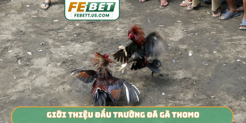 Giới thiệu đấu trường đá gà Thomo