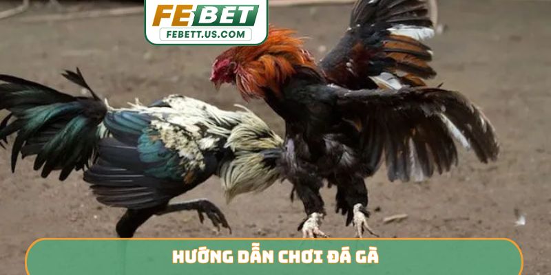 Hướng dẫn chơi đá gà