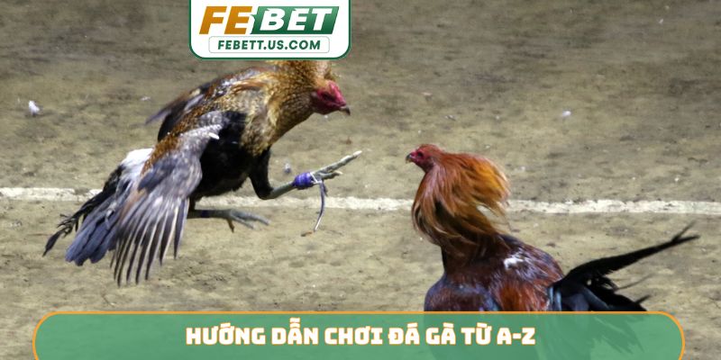 Hướng dẫn chơi đá gà từ A-Z