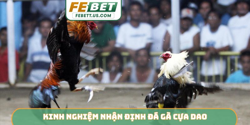 Kinh nghiệm nhận định đá gà cựa dao