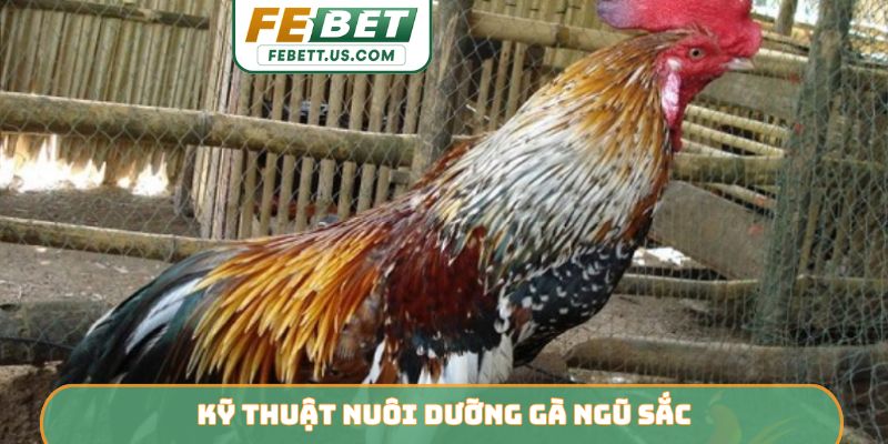 Kỹ thuật nuôi dưỡng gà ngũ sắc