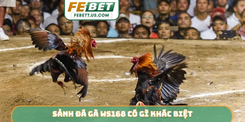 Sảnh đá gà WS168 có gì khác biệt?