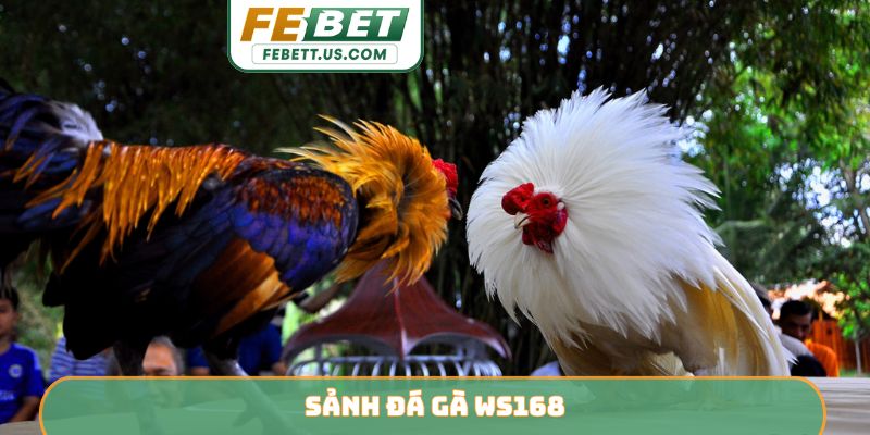 Sảnh Đá Gà WS168
