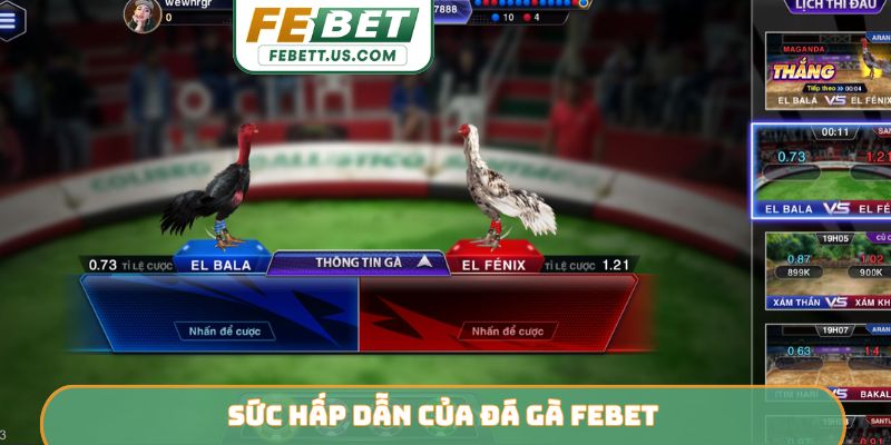 Sức hấp dẫn của đá gà Febet