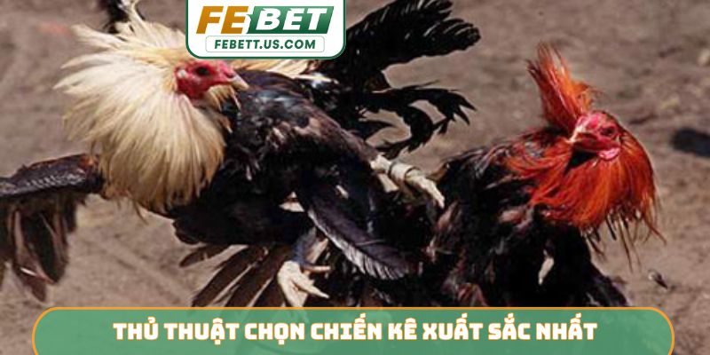 Thủ thuật chọn chiến kê xuất sắc nhất