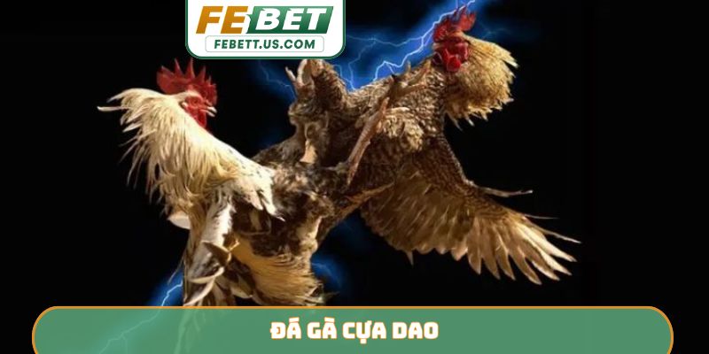 Đá gà cựa dao là gì?