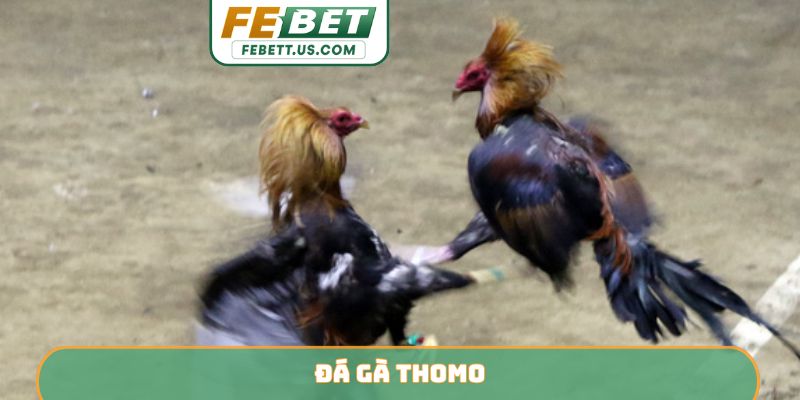 Gà Thomo